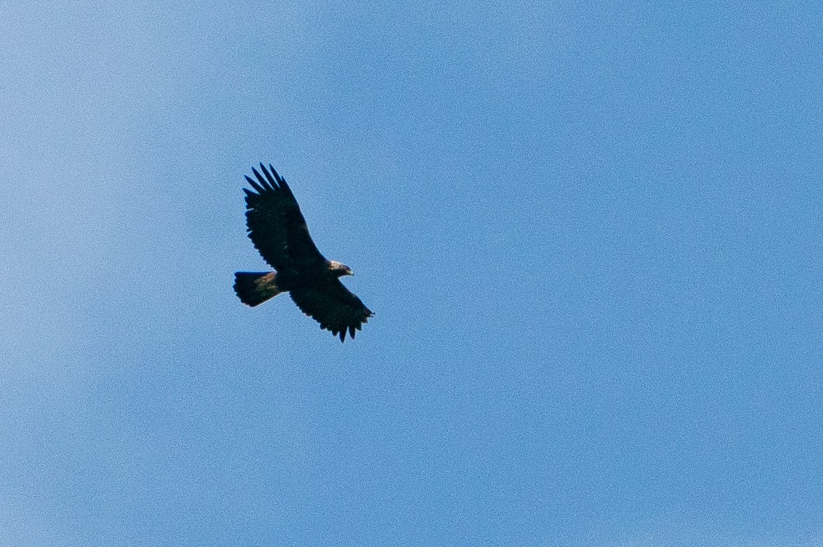 イヌワシ - ML645883837