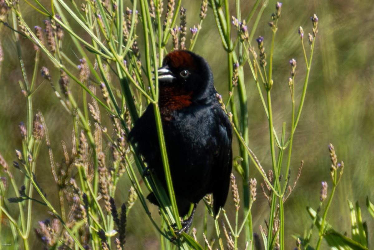 チャガシラハゴロモガラス - ML645883838