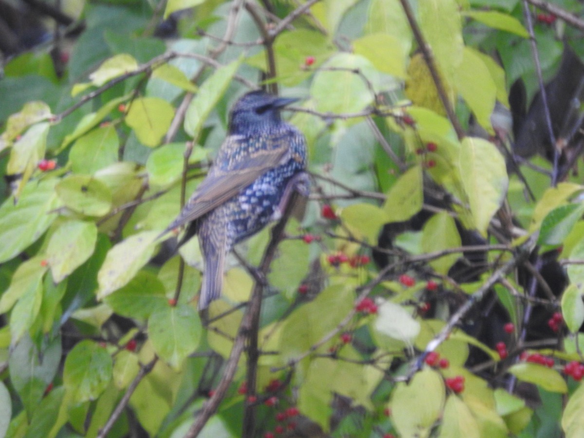 ホシムクドリ - ML645883839