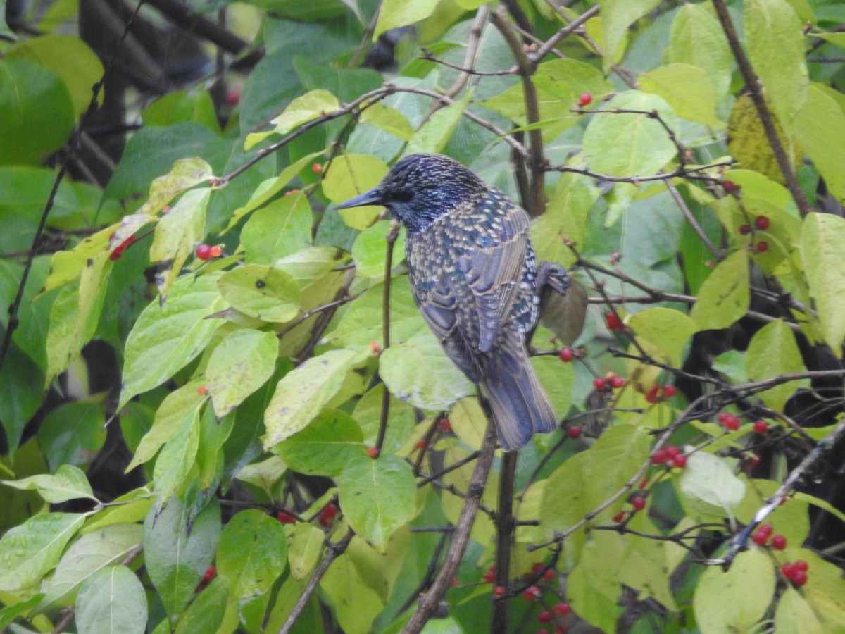 ホシムクドリ - ML645883840