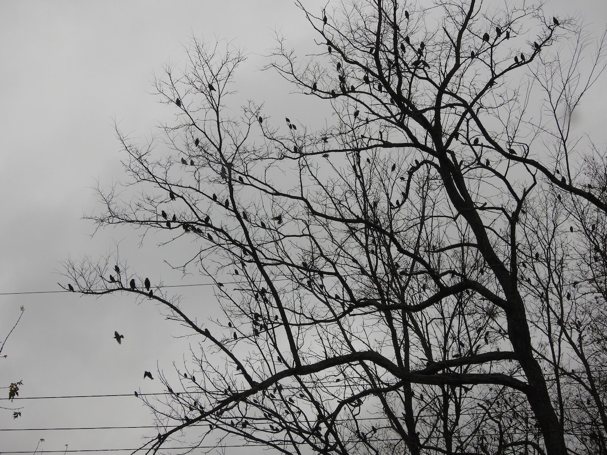 ホシムクドリ - ML645883841