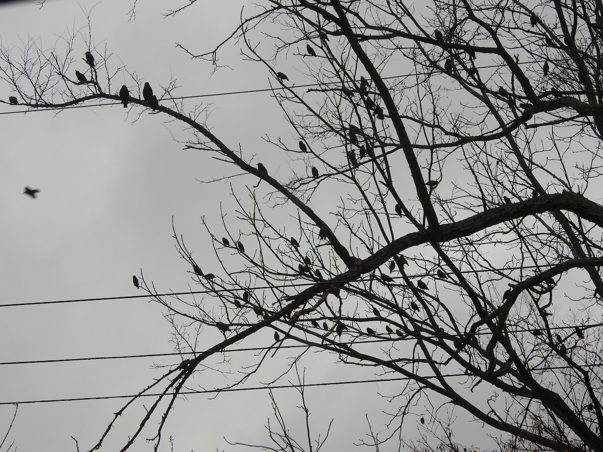 ホシムクドリ - ML645883842