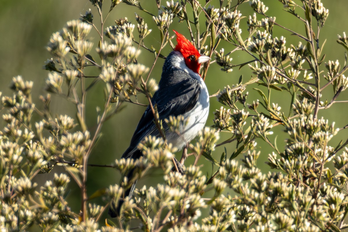 コウカンチョウ - ML645883844