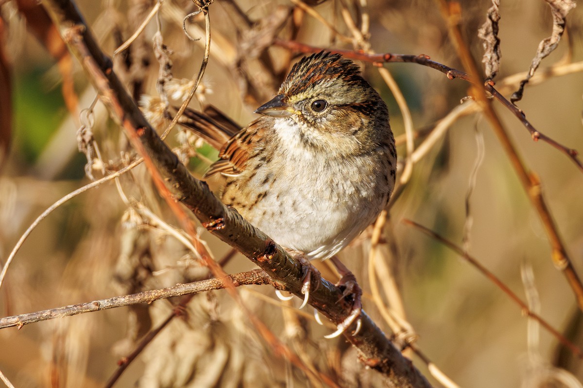 ヌマウタスズメ - ML645883845