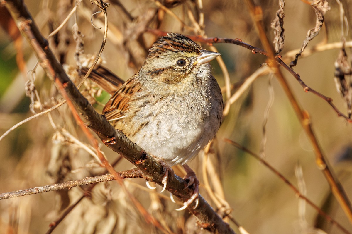 ヌマウタスズメ - ML645883846