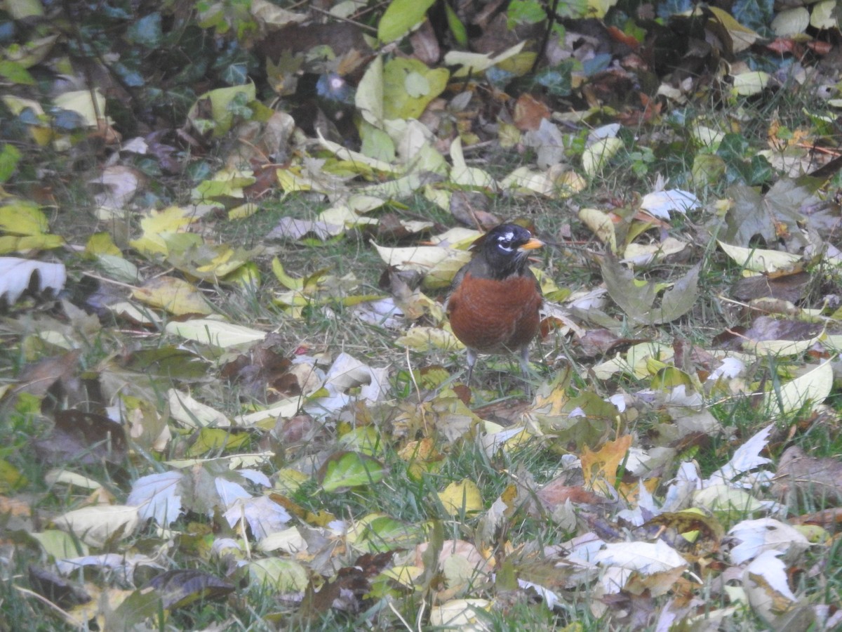 コマツグミ - ML645883847