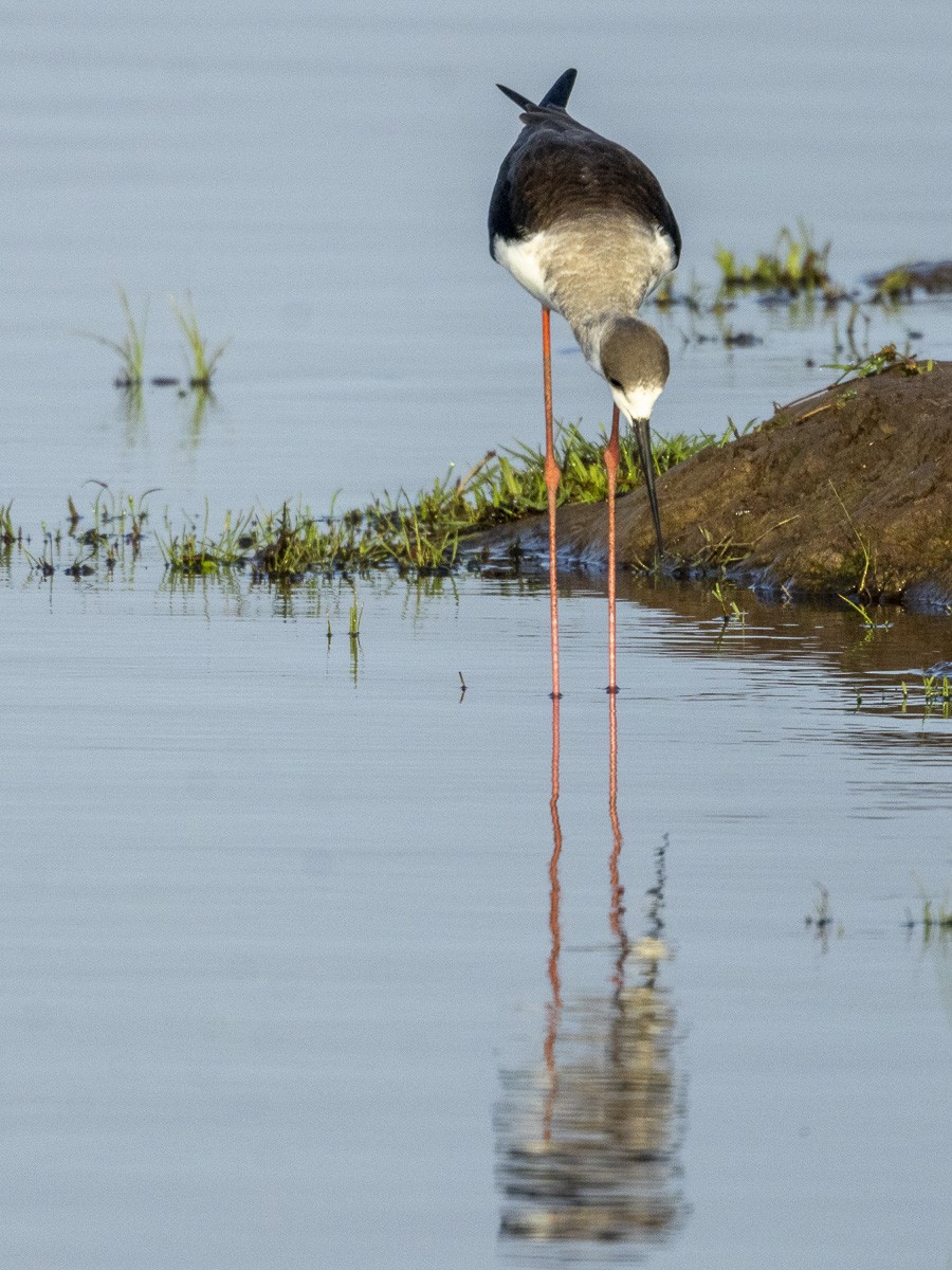 セイタカシギ - ML645883851