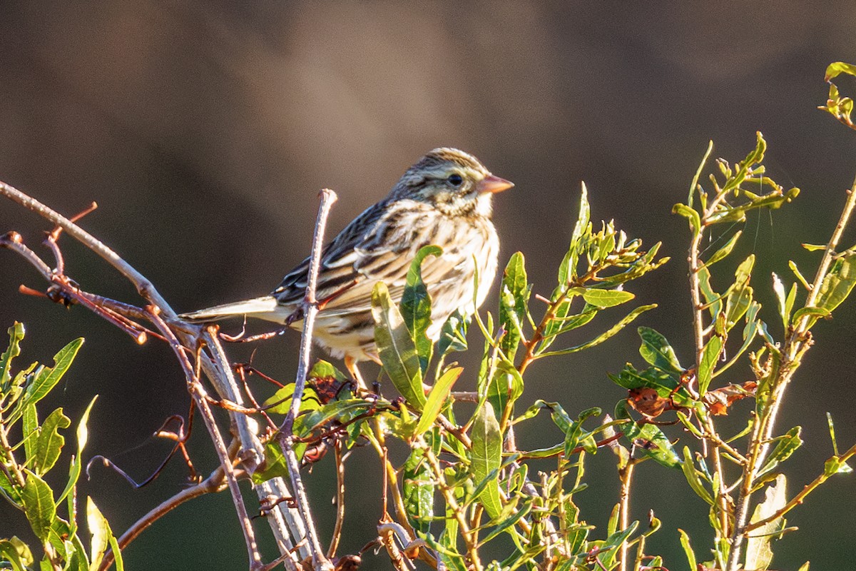 ウタスズメ - ML645883852