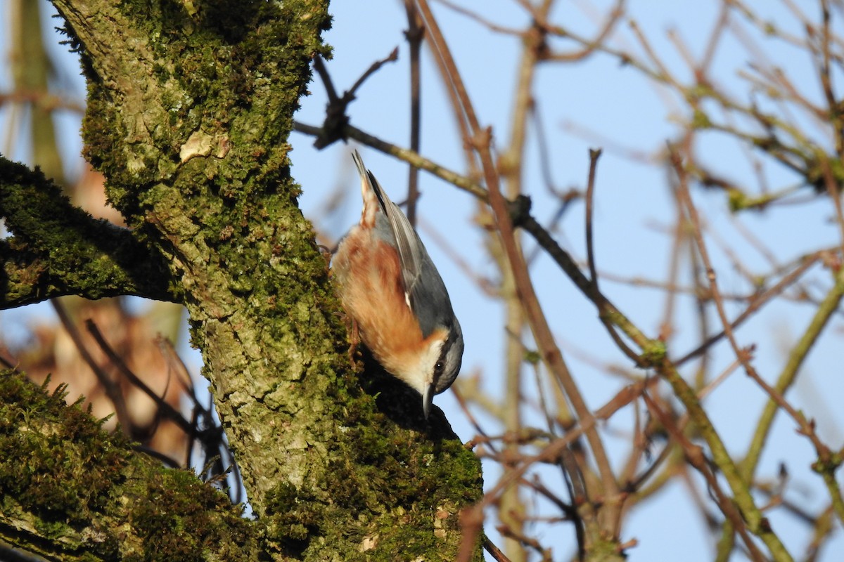 Garrapo eurasiarra - ML645883855