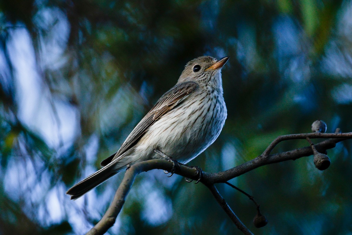 Свистун рудочеревий - ML645883865