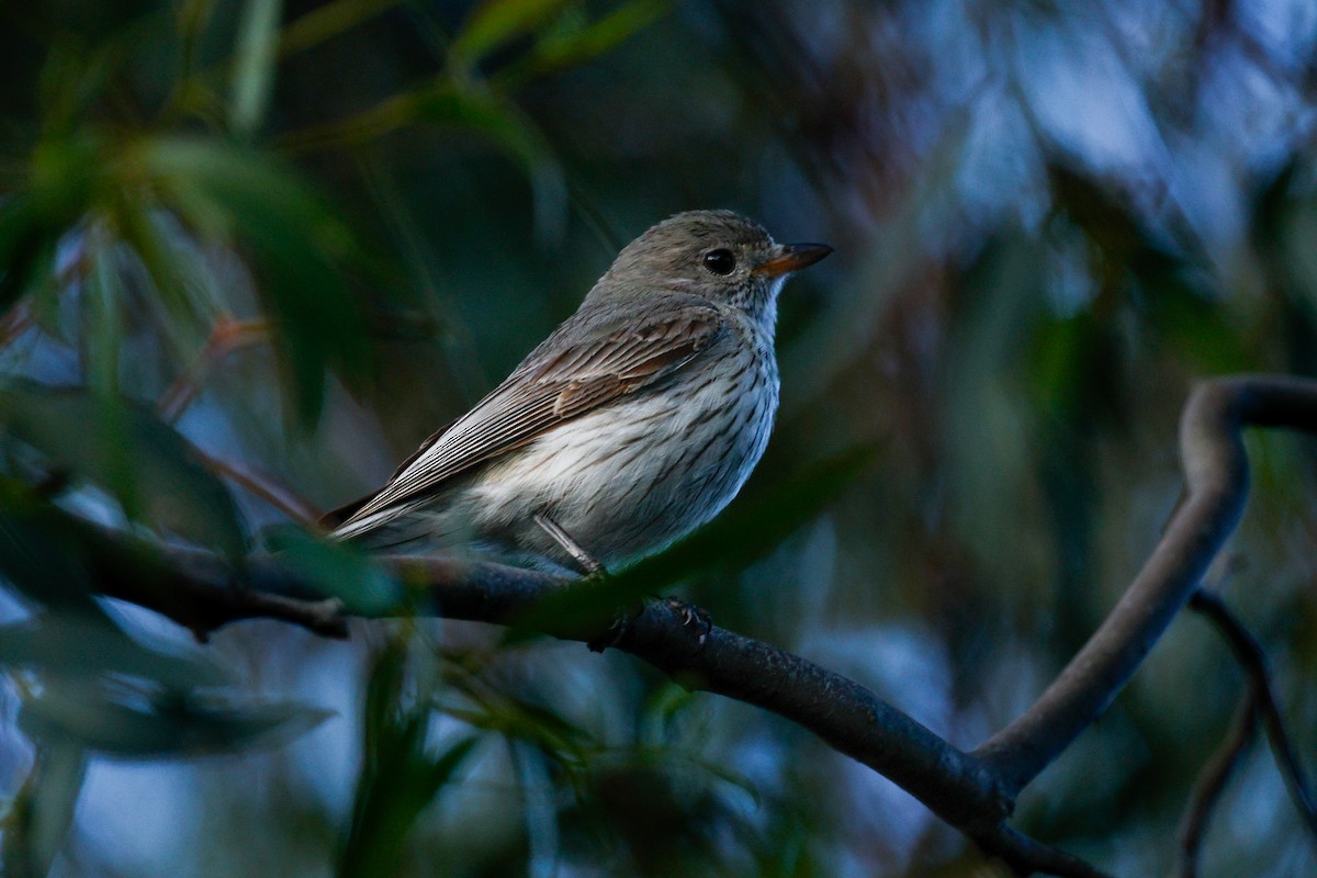 Свистун рудочеревий - ML645883866