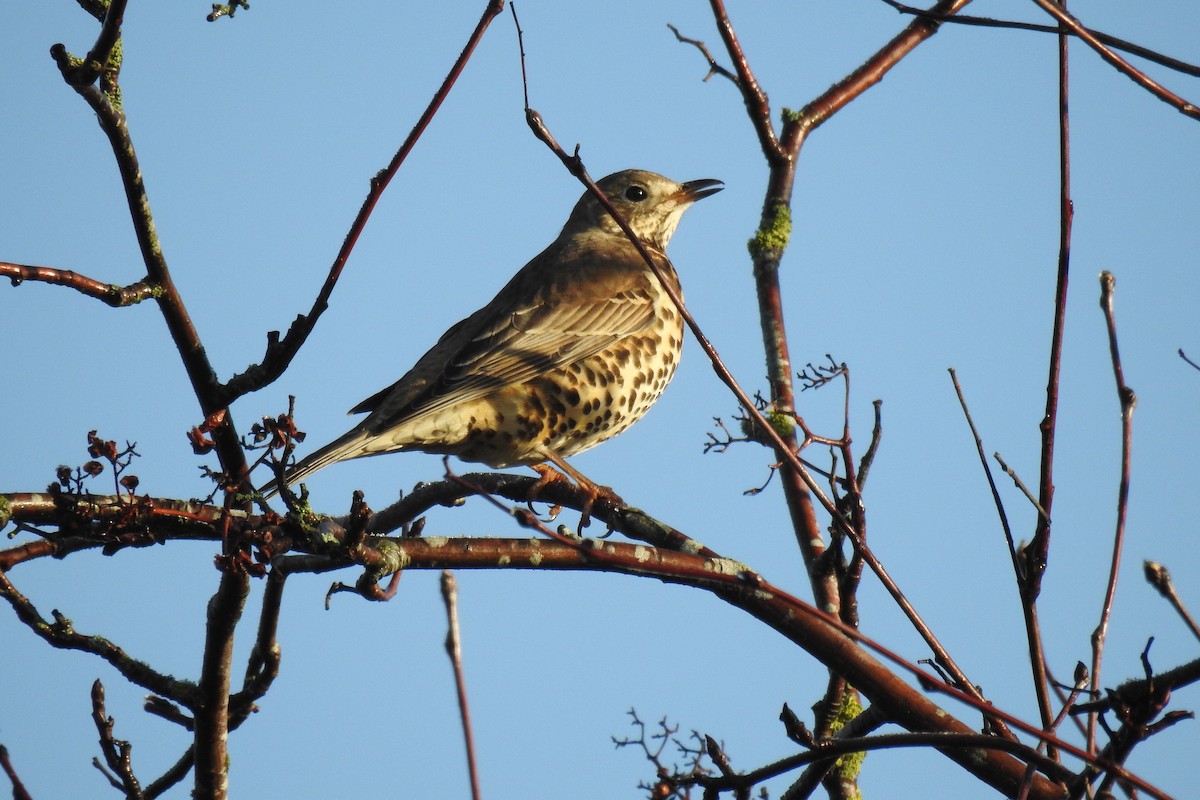 槲鶇 - ML645883867