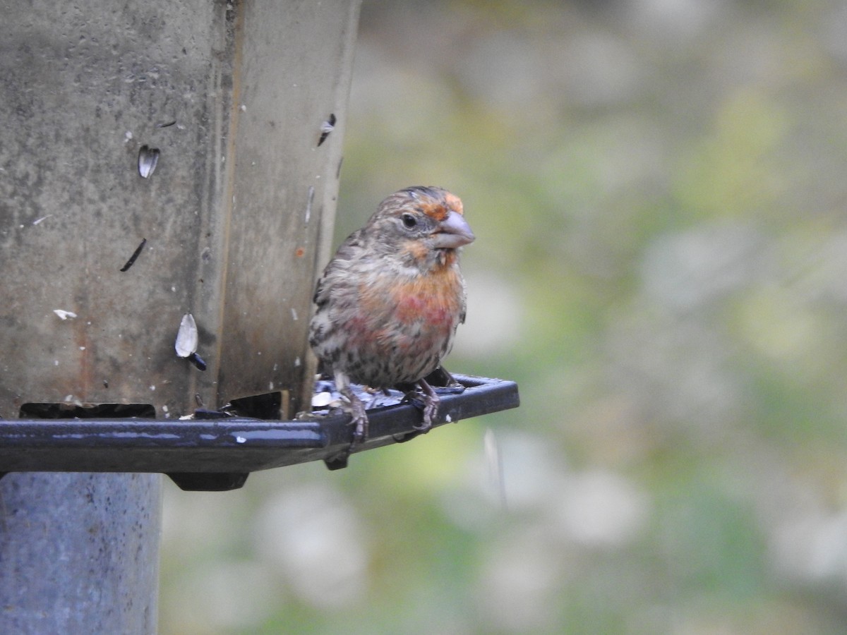 Чечевиця садова - ML645883869