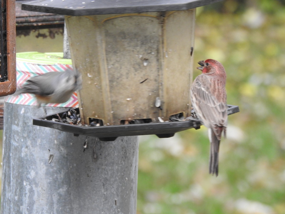 Чечевиця садова - ML645883872