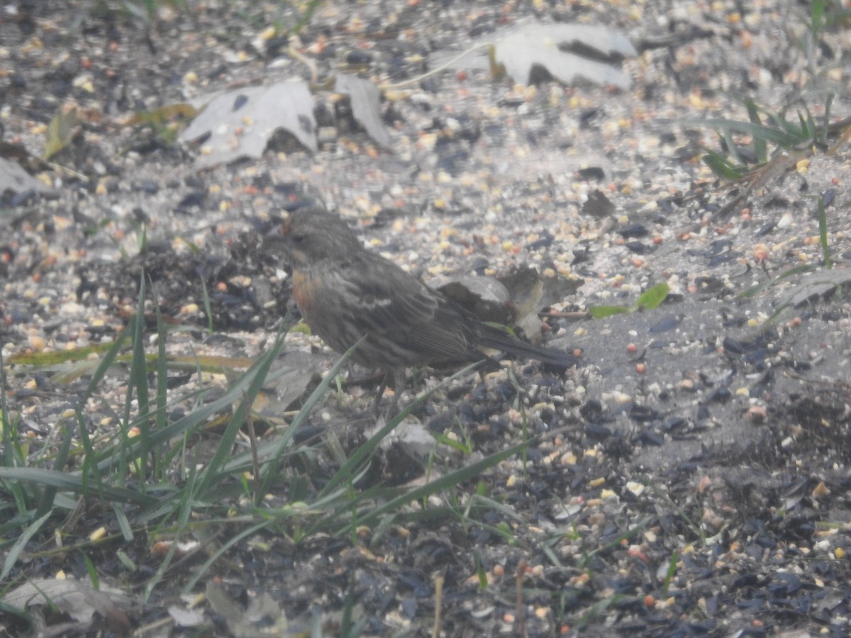 Чечевиця садова - ML645883873