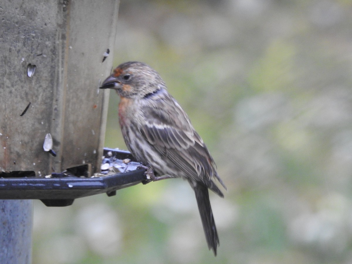 Чечевиця садова - ML645883874