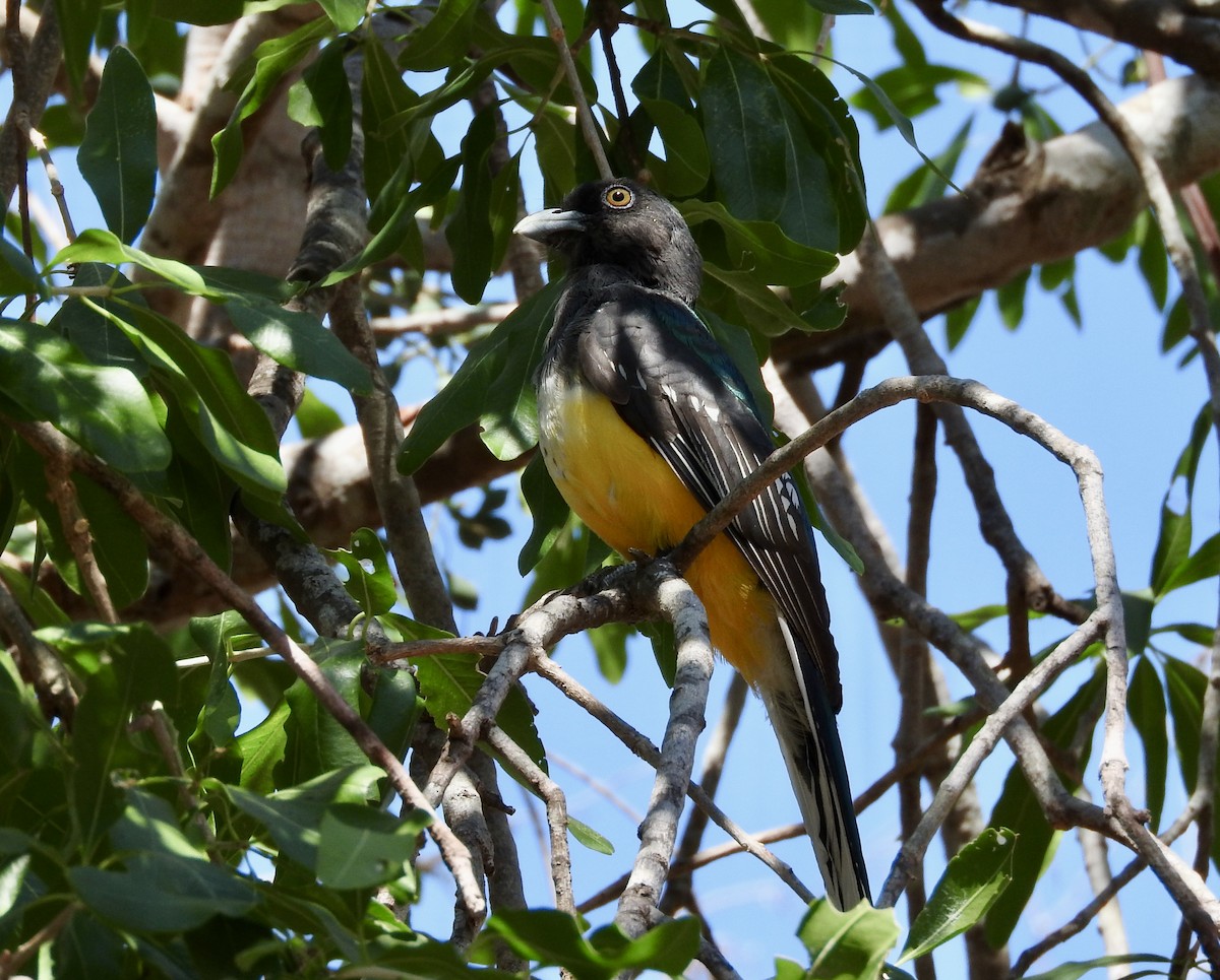 Трогон цитриновий - ML645883877