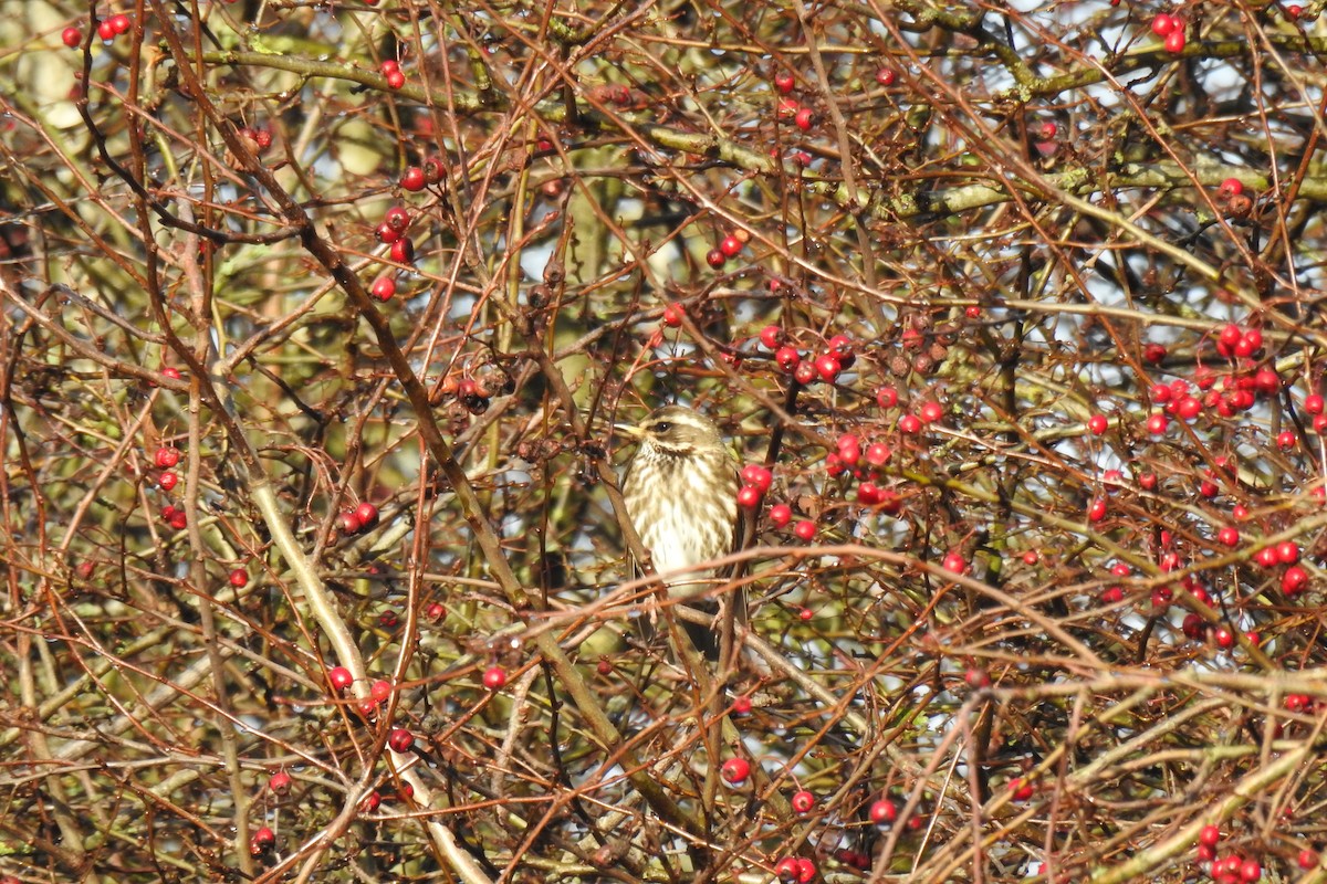 Дрізд білобровий - ML645883879