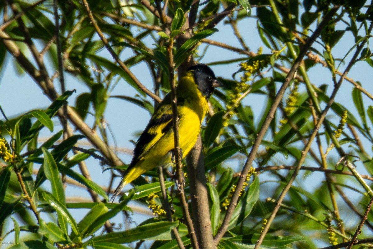 Чиж чорноголовий - ML645883880