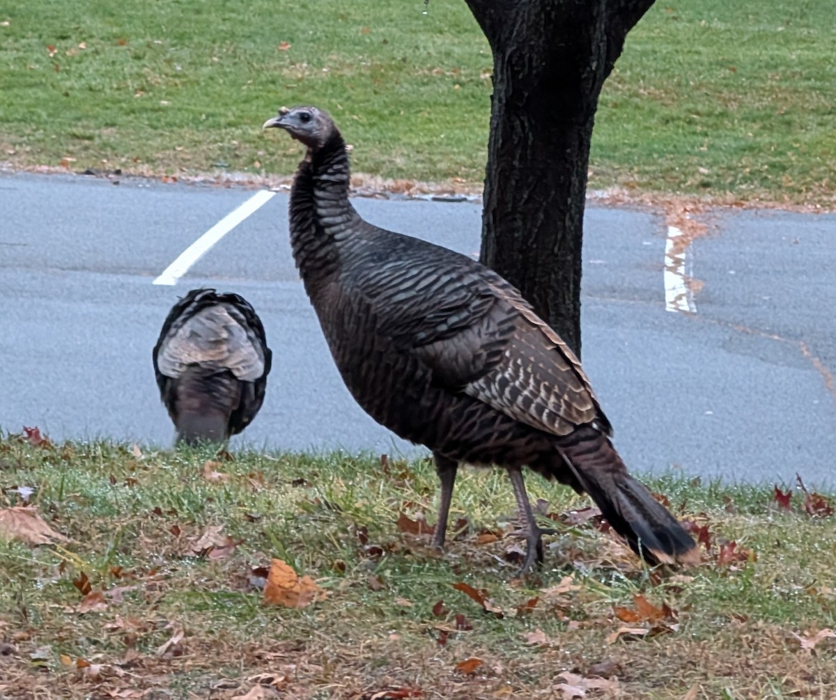 Індик великий - ML645883884