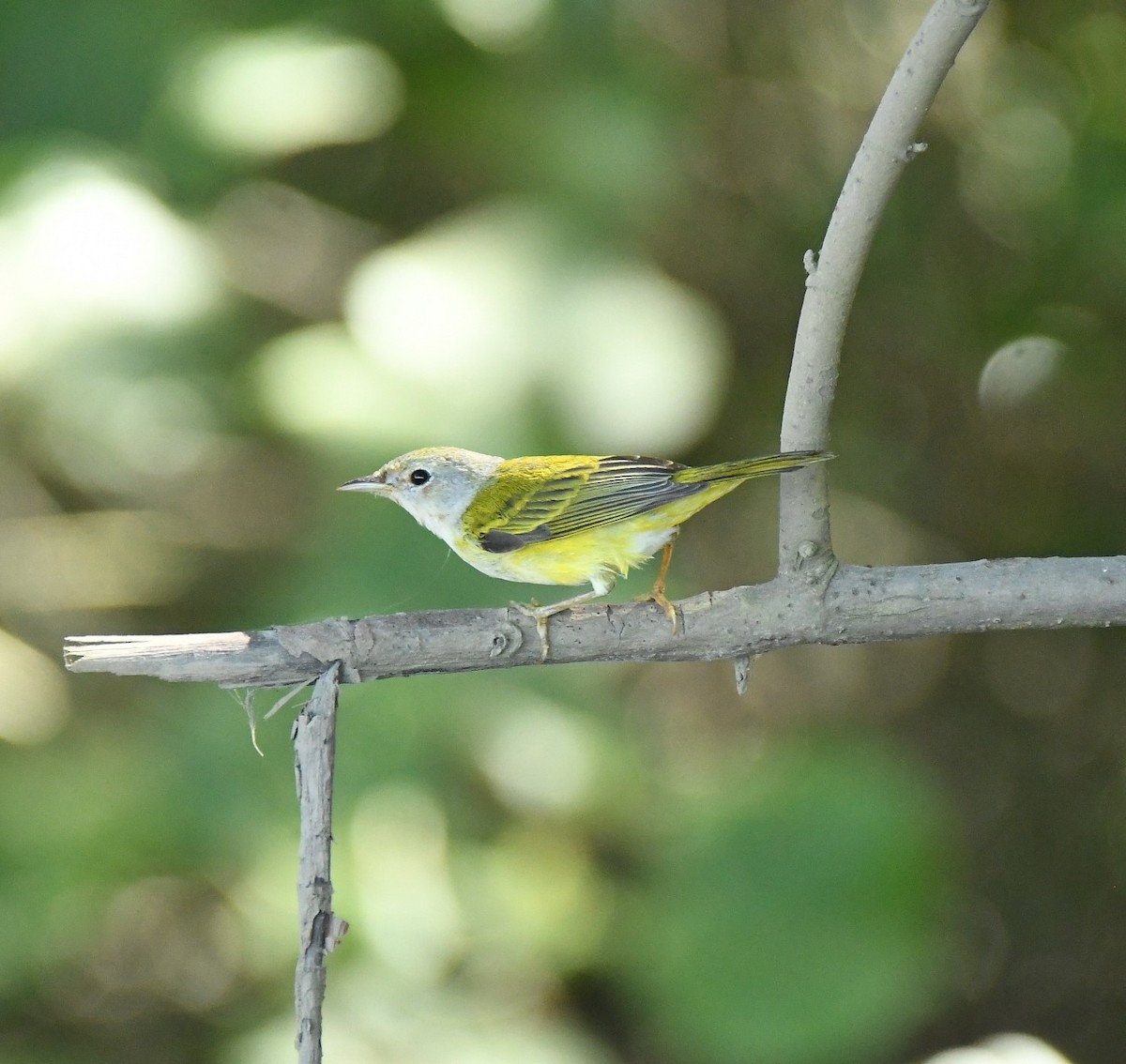 Віреончик білочеревий - ML645883886