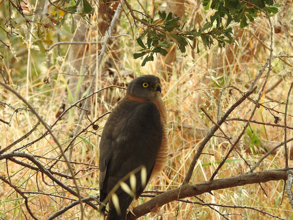Яструб австралійський - ML645883887