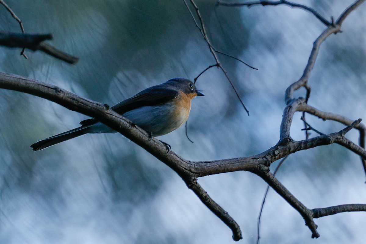 Міагра строката - ML645883889