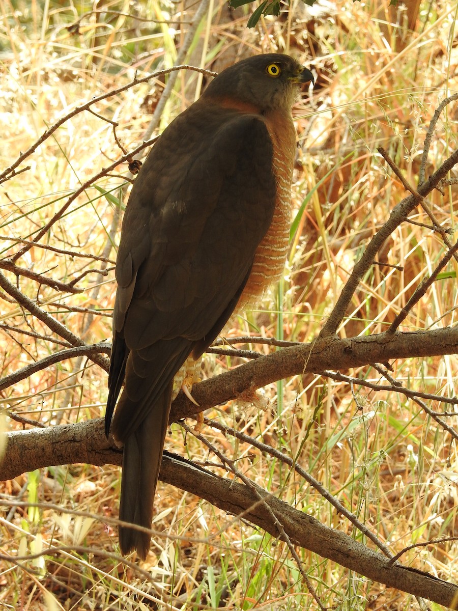 Яструб австралійський - ML645883890