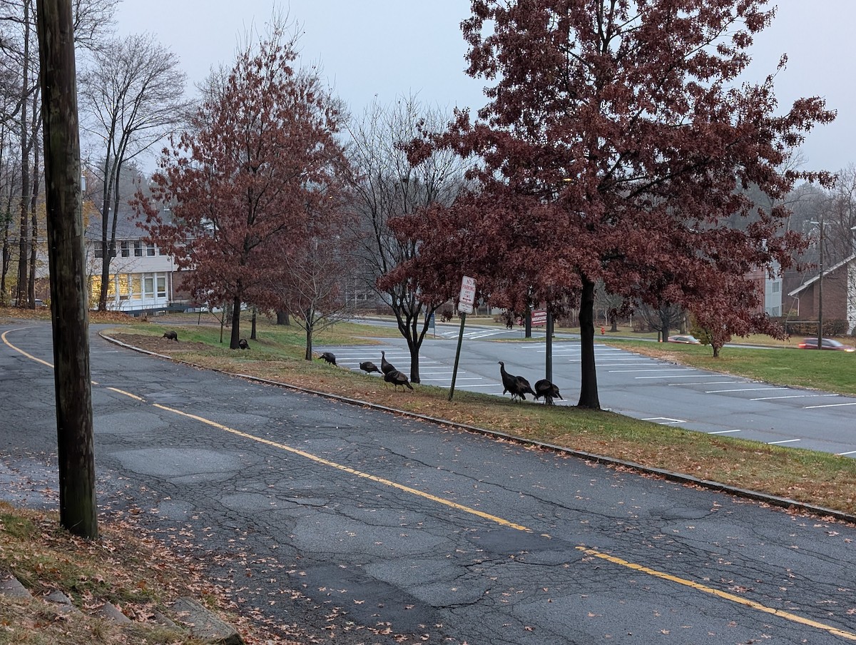 Індик великий - ML645883891