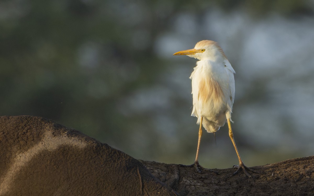 Чапля єгипетська західна - ML645883892