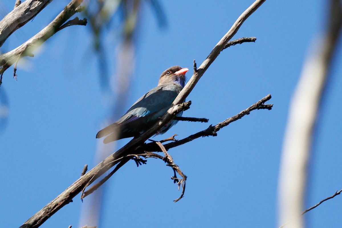 Широкорот східний - ML645883895
