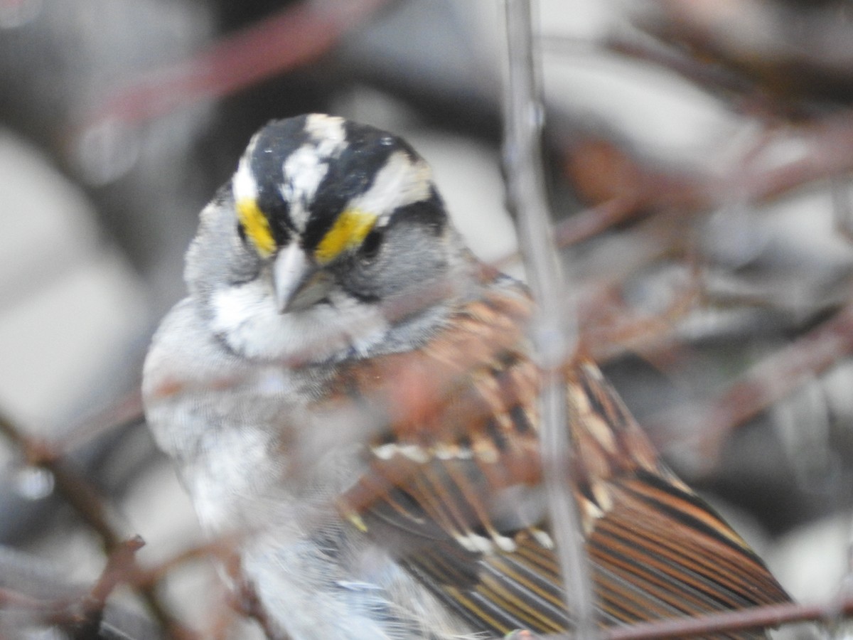 Бруант білогорлий - ML645883896