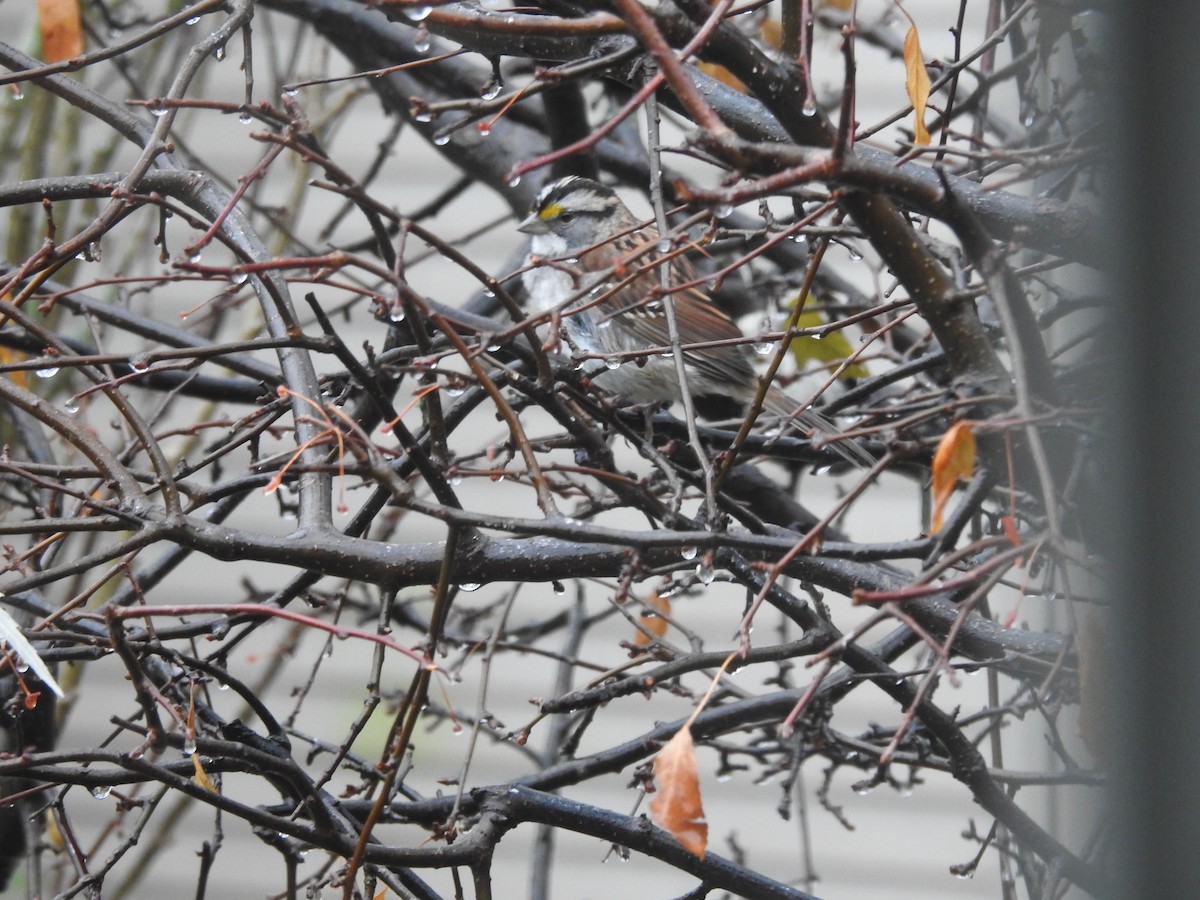 Бруант білогорлий - ML645883897