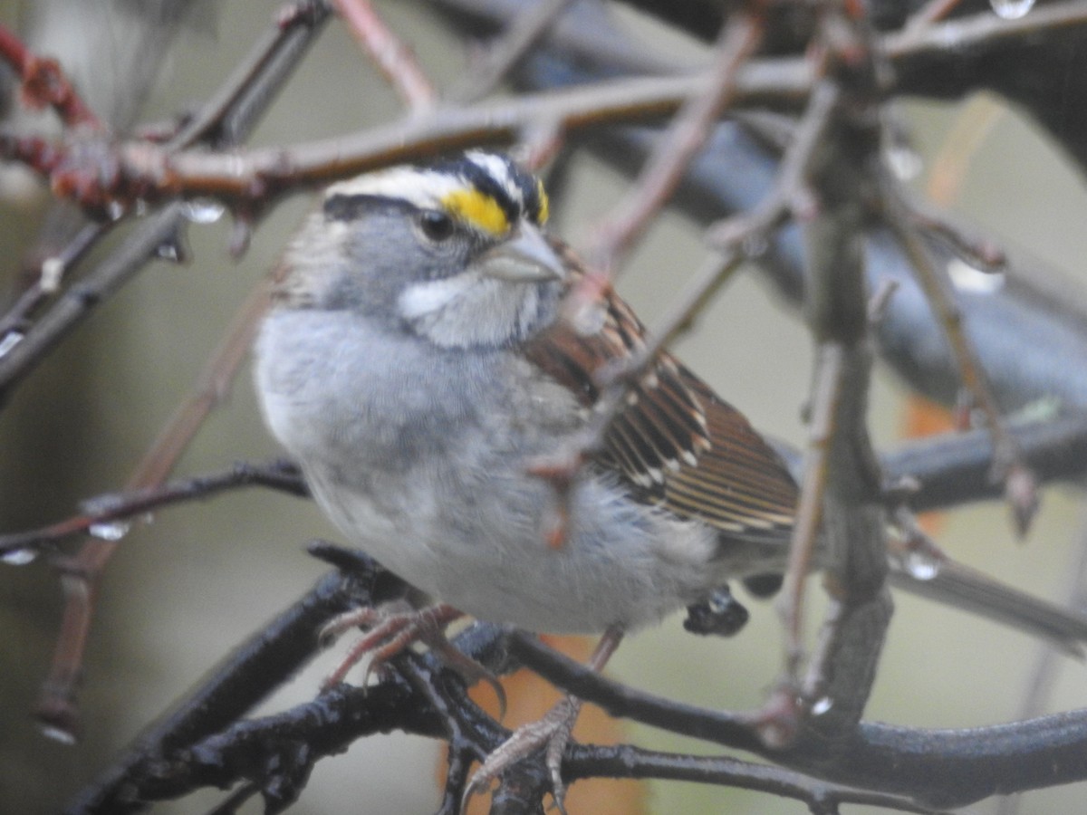 Бруант білогорлий - ML645883898