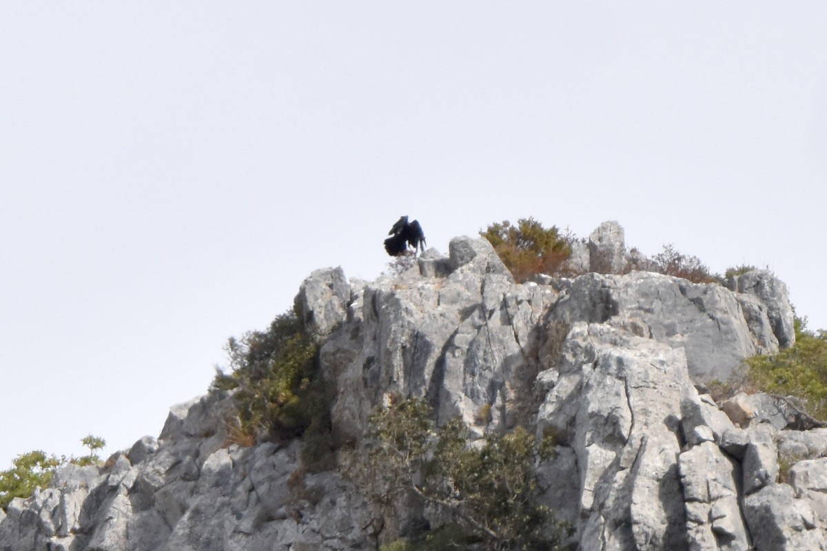 Яструб (Accipitridae sp.) - ML645883900