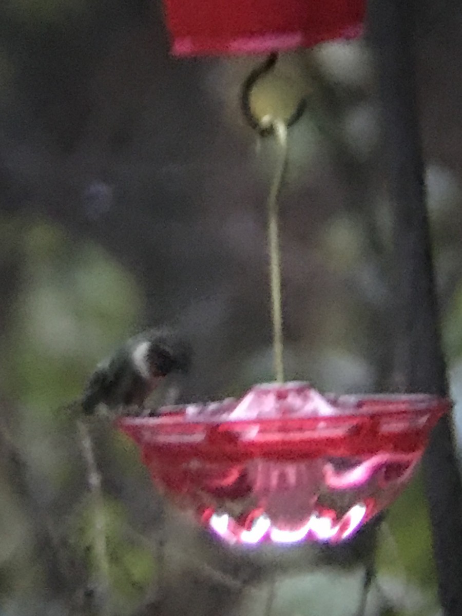 Ruby-throated Hummingbird - ML645883906