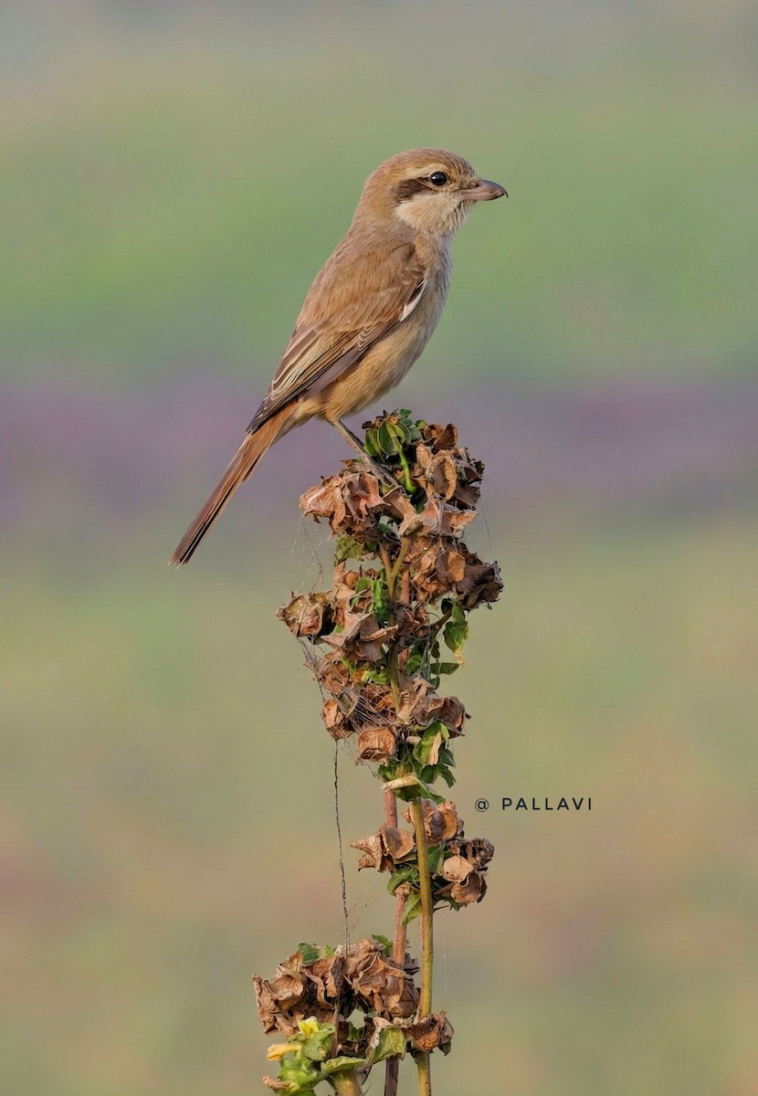 Рыжехвостый жулан - ML645883911