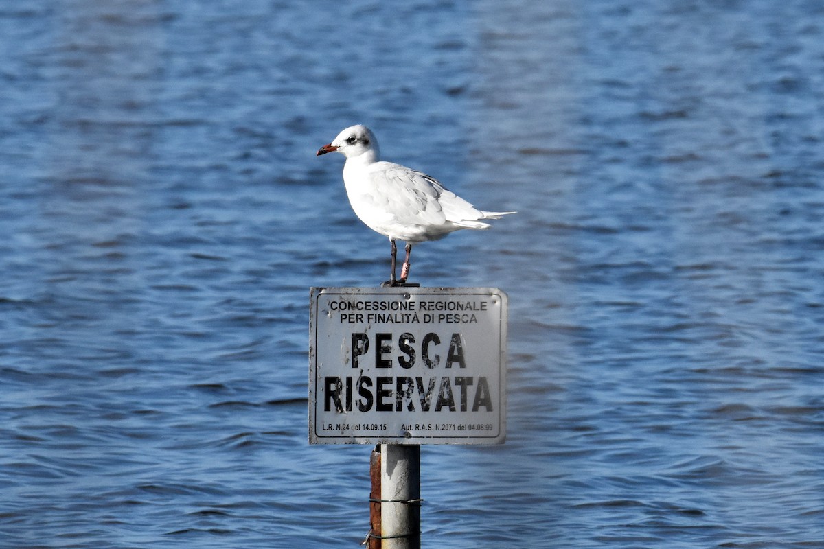 Mediterranean Gull - ML645883912