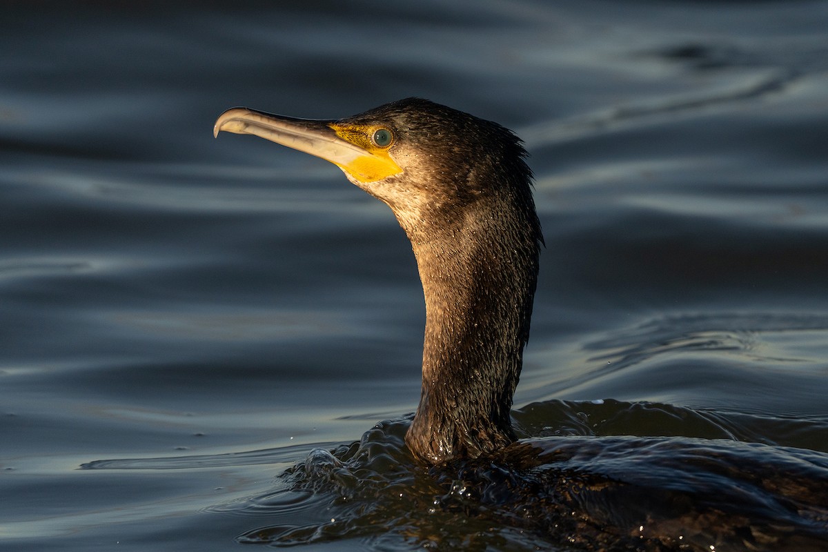 Great Cormorant - ML645883919