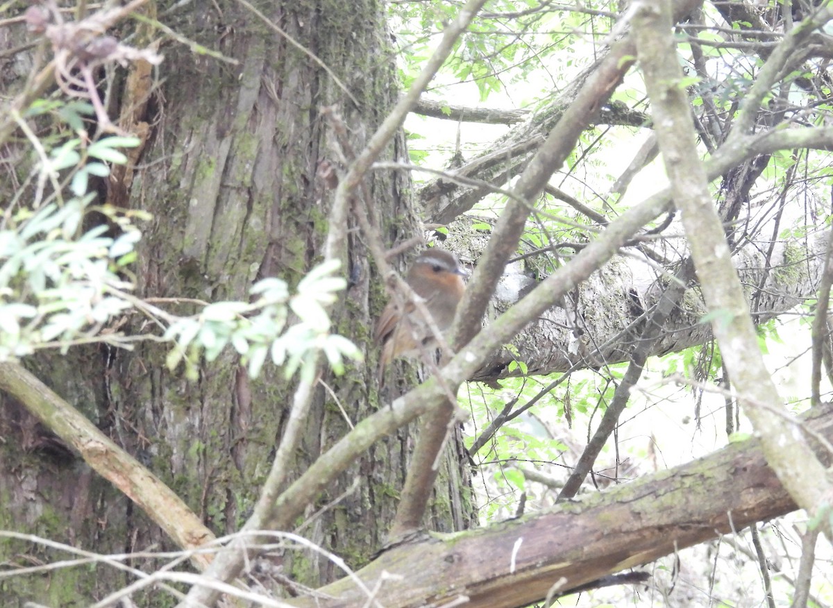 Rufous Gnateater - ML645883932