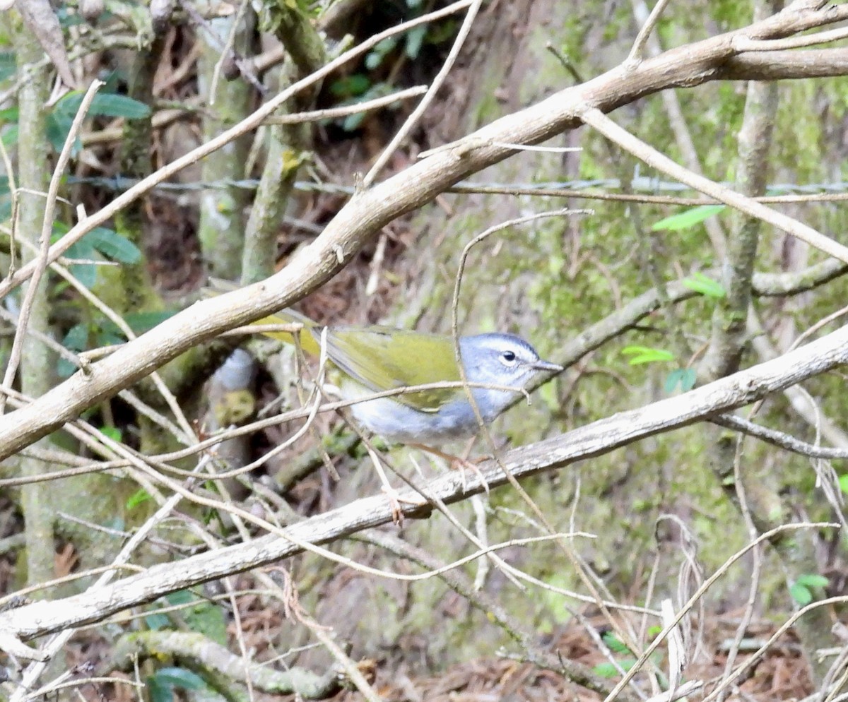 White-browed Warbler - ML645883939