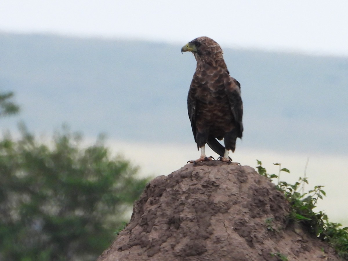 Bateleur - ML645883951