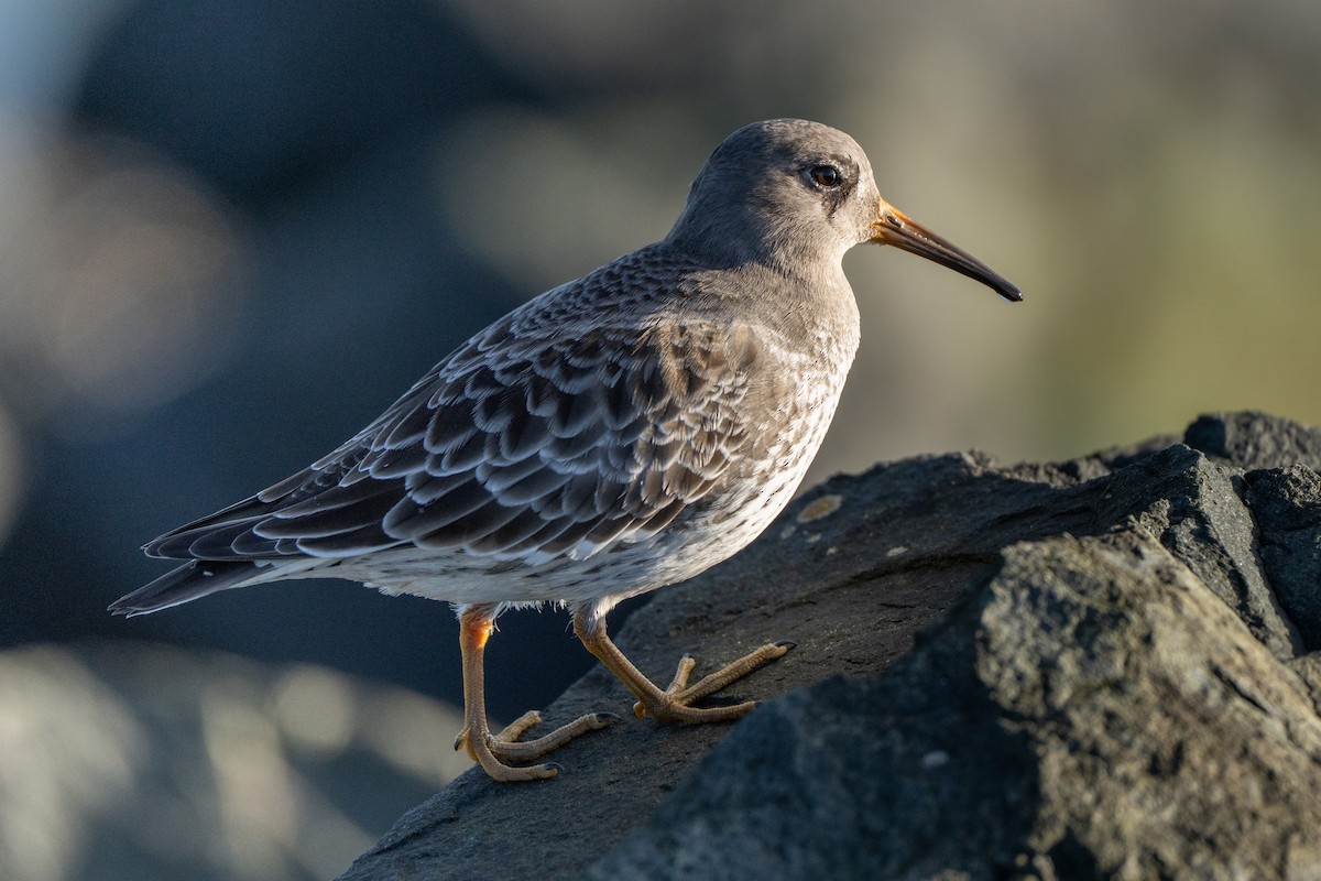 Purple Sandpiper - ML645883953