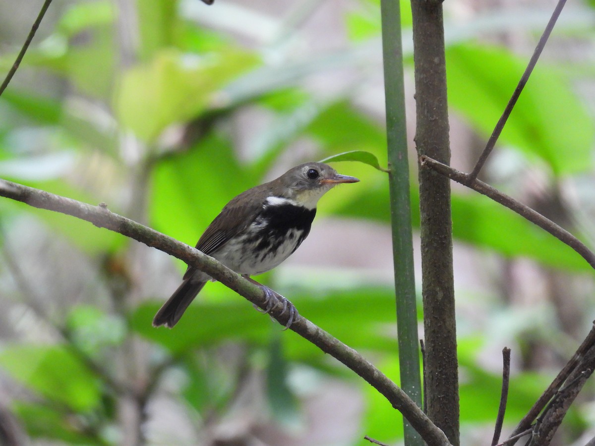 Southern Antpipit - ML645883954