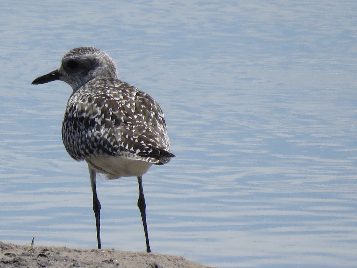 Black-bellied Plover - ML645883958