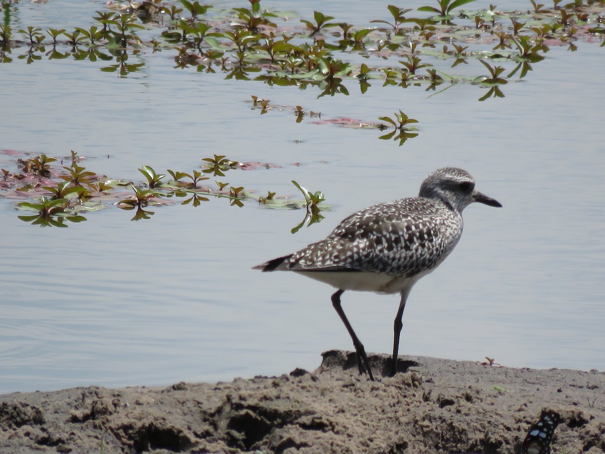 Black-bellied Plover - ML645883959