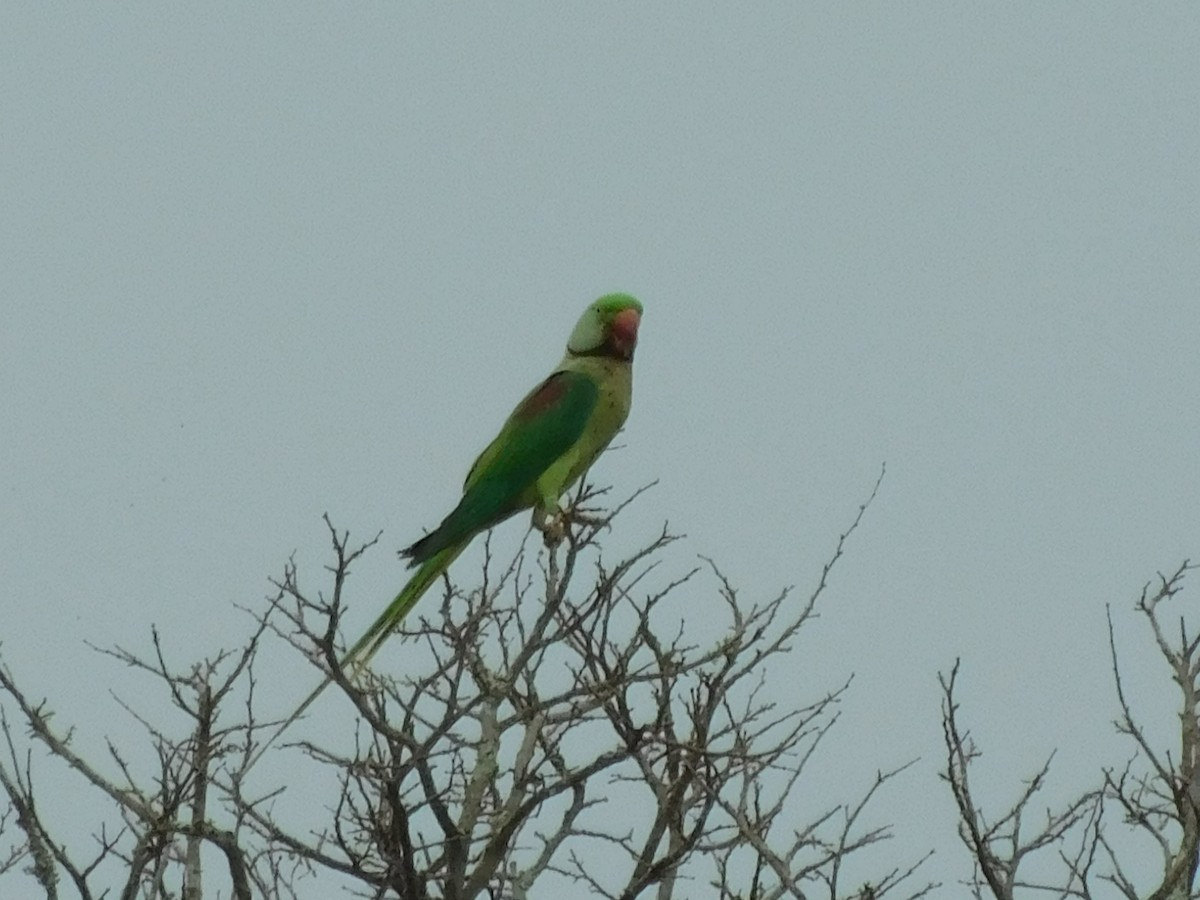 Alexandrine Parakeet - ML645883960