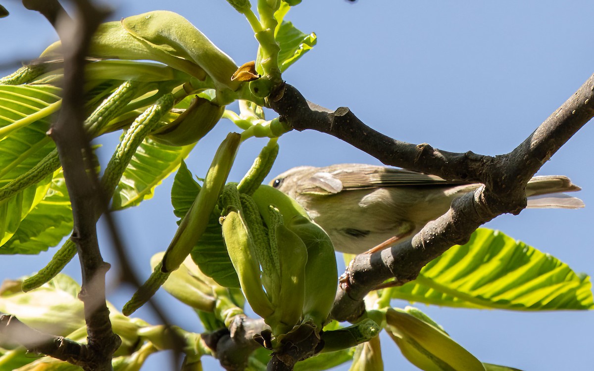Willow Warbler - ML645883961