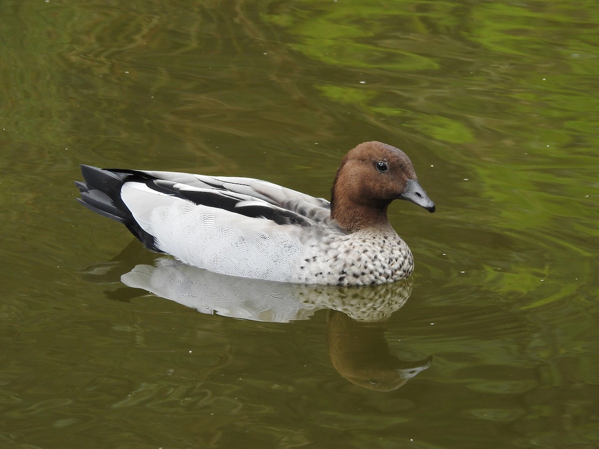 Maned Duck - ML645883962