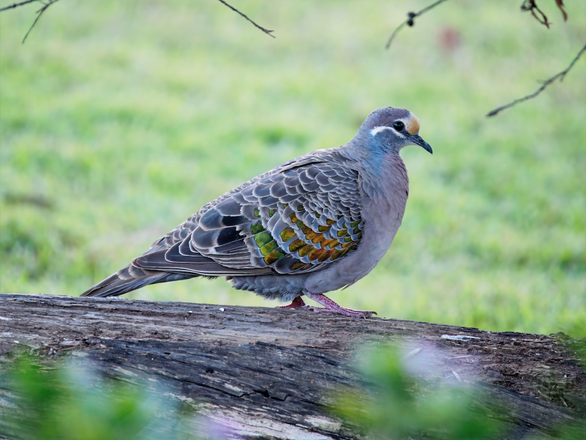 Common Bronzewing - ML645883964